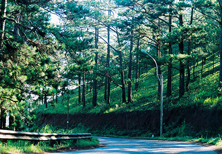 VÉ MÁY BAY ĐI ĐÀ LẠT GIÁ RẺ-2